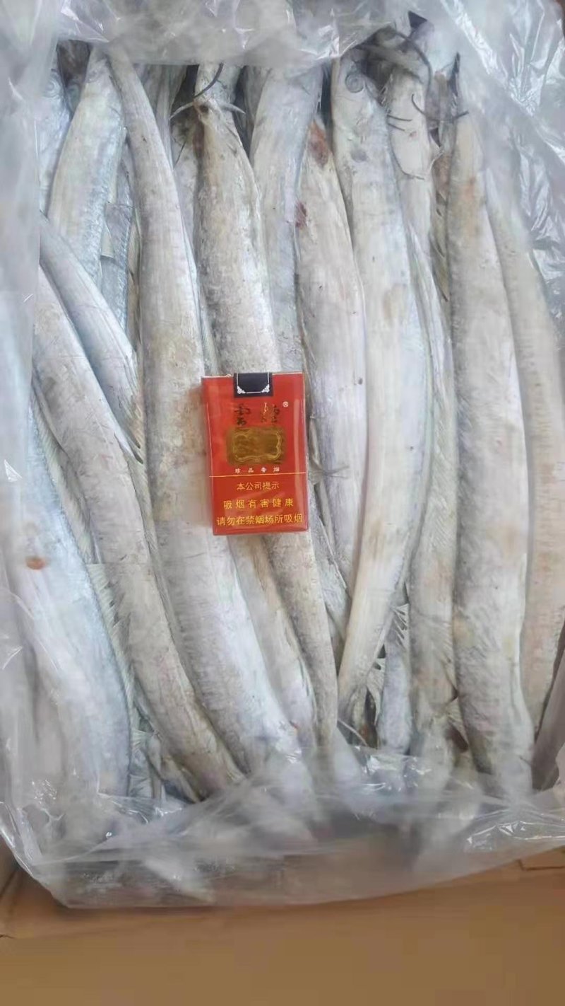 渤海带鱼，北方带鱼，灯光捕捞