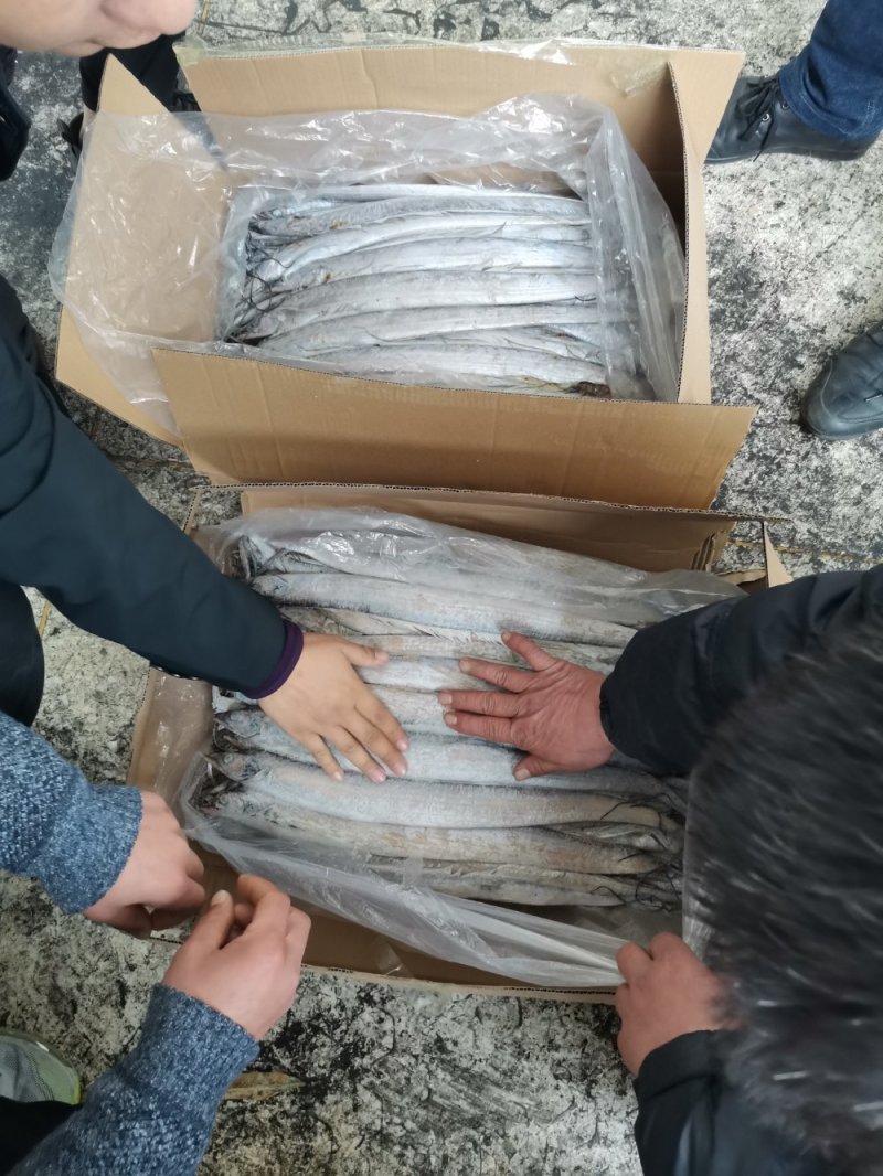渤海带鱼，北方带鱼，灯光捕捞