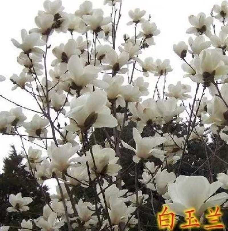 玉兰苗玉兰树玉兰树苗玉兰小苗玉兰树小苗包邮发货