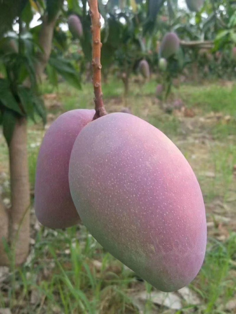 红贵妃芒果苗芒果苗0.8-2公分量大优惠