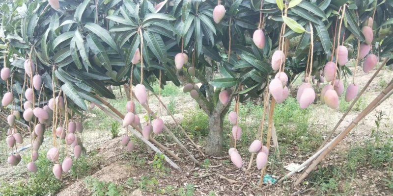 红贵妃芒果苗芒果苗0.8-2公分量大优惠