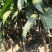 红贵妃芒果苗芒果苗0.8-2公分量大优惠
