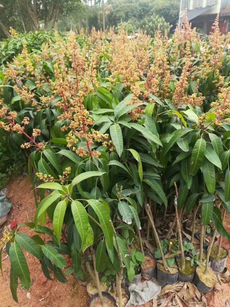 红贵妃芒果苗芒果苗0.8-2公分量大优惠