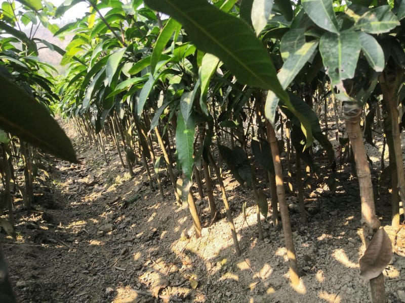 红贵妃芒果苗芒果苗0.8-2公分量大优惠