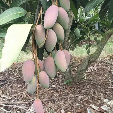 红贵妃芒果苗芒果苗0.8-2公分量大优惠