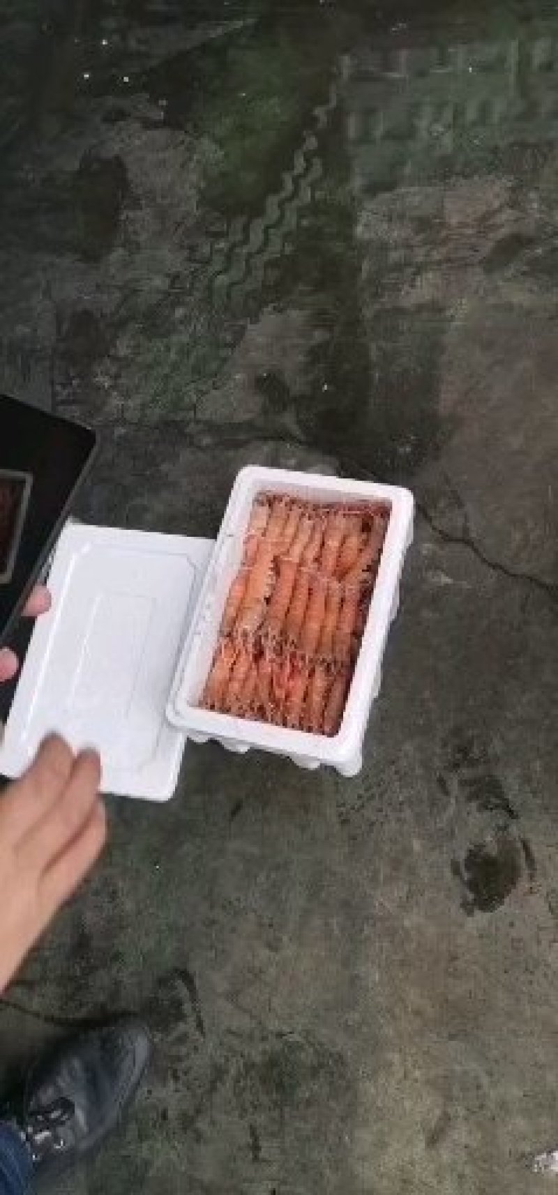 海熬虾，海种中的小龙虾。可生吃的小龙虾，深海捕捞