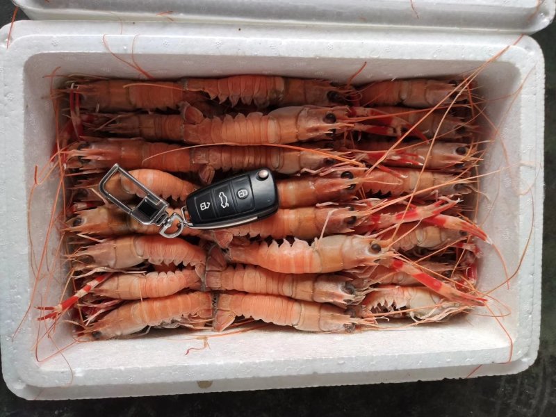 海熬虾，海种中的小龙虾。可生吃的小龙虾，深海捕捞