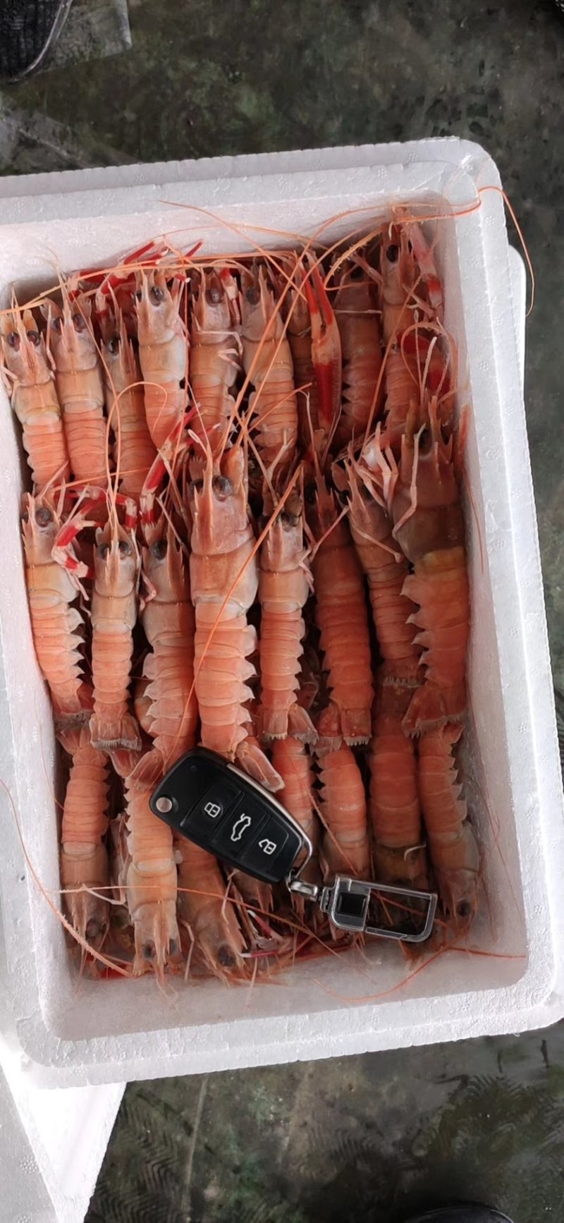 海熬虾，海种中的小龙虾。可生吃的小龙虾，深海捕捞
