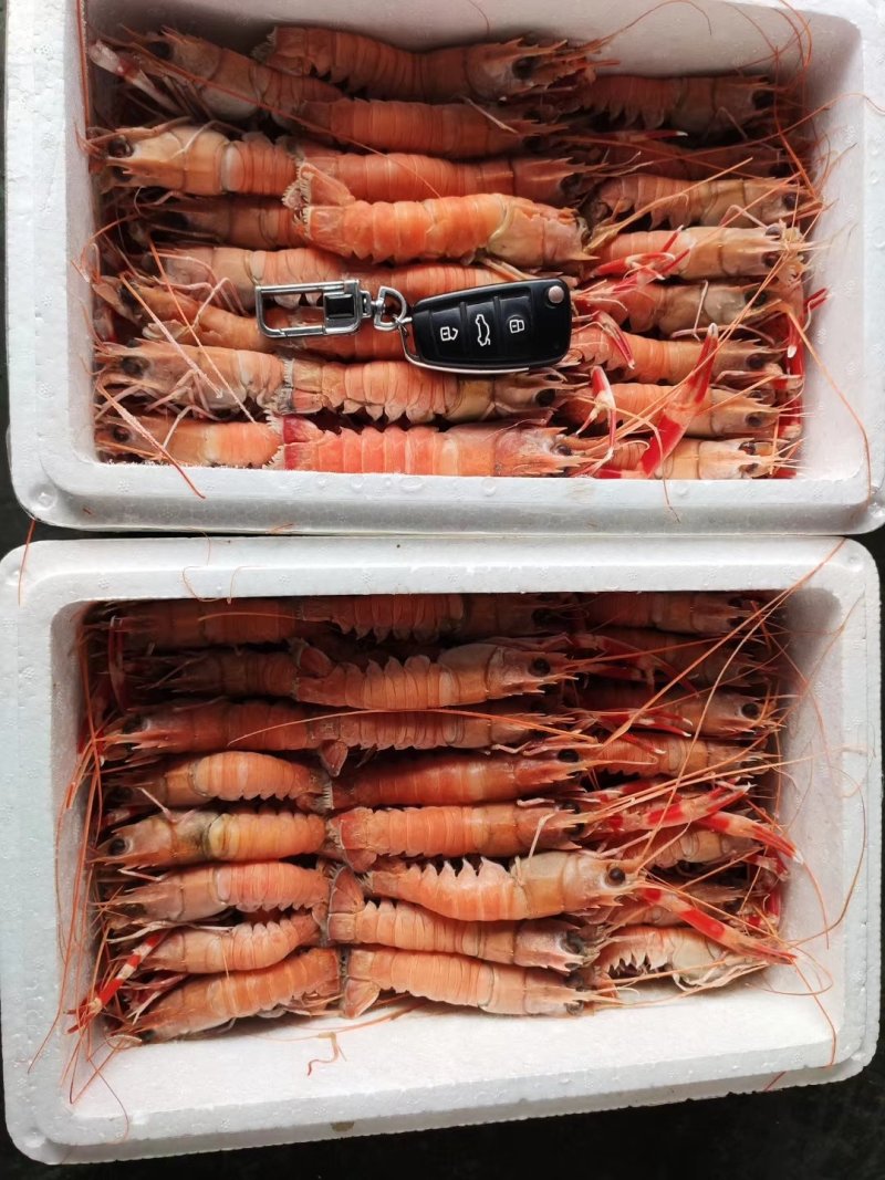海熬虾，海种中的小龙虾。可生吃的小龙虾，深海捕捞