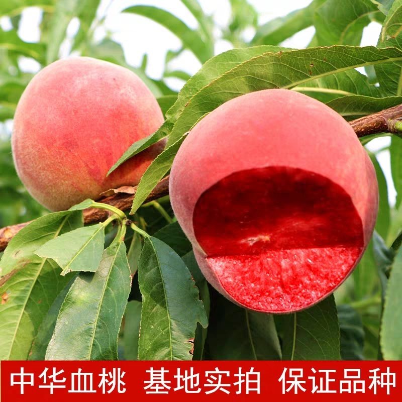 血桃树苗基地直发，现挖现卖包成果活结果下单就送生根粉