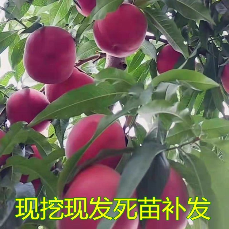 血桃树苗基地直发，现挖现卖包成果活结果下单就送生根粉