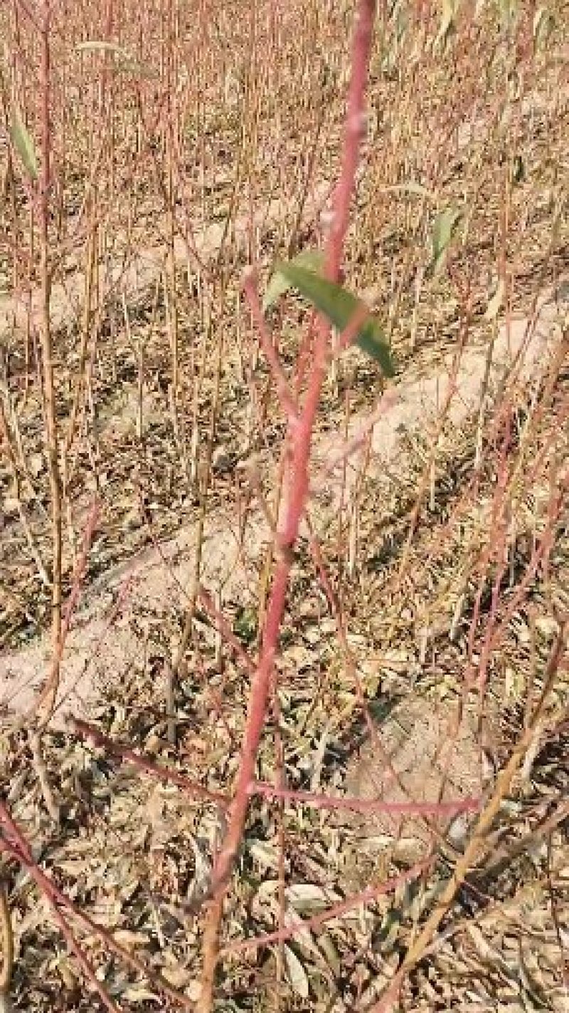 血桃树苗基地直发，现挖现卖包成果活结果下单就送生根粉