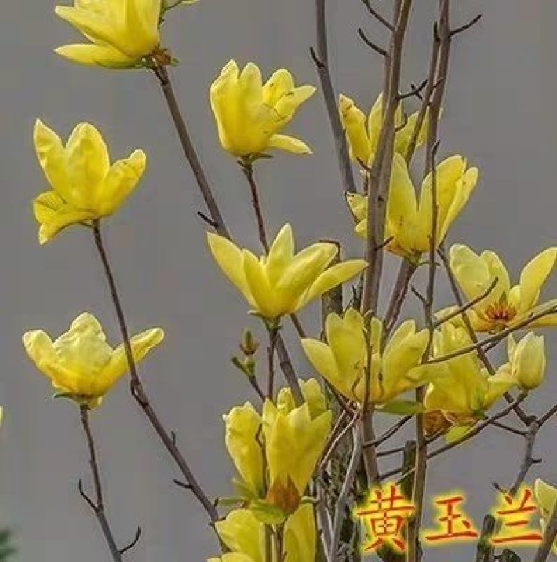 玉兰苗白玉兰苗山玉兰苗包邮