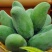 广西桂七芒果苗芒果树苗当年结果包邮