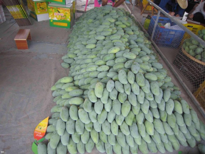 广西桂七芒果苗芒果树苗当年结果包邮