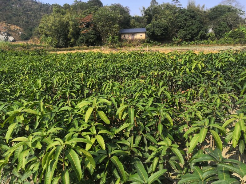 广西桂七芒果苗芒果树苗当年结果包邮