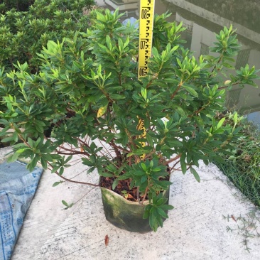 毛杜娟