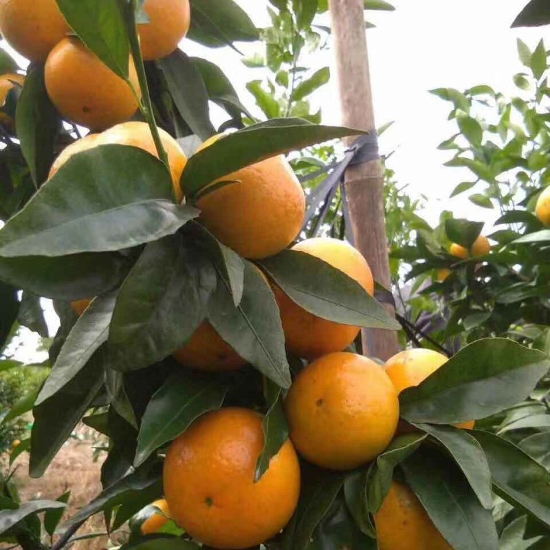 沃柑