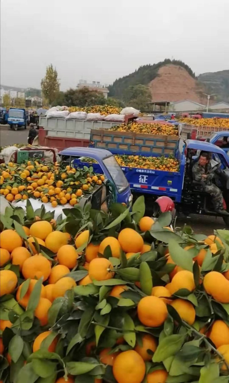 沃柑