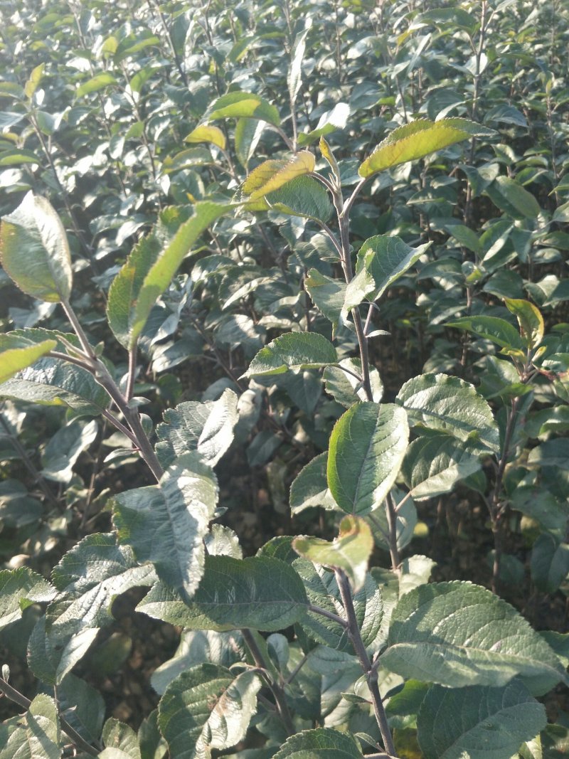 好品质云南苹果苗昭通苹果苗2001苹果苗，红将军苹果苗