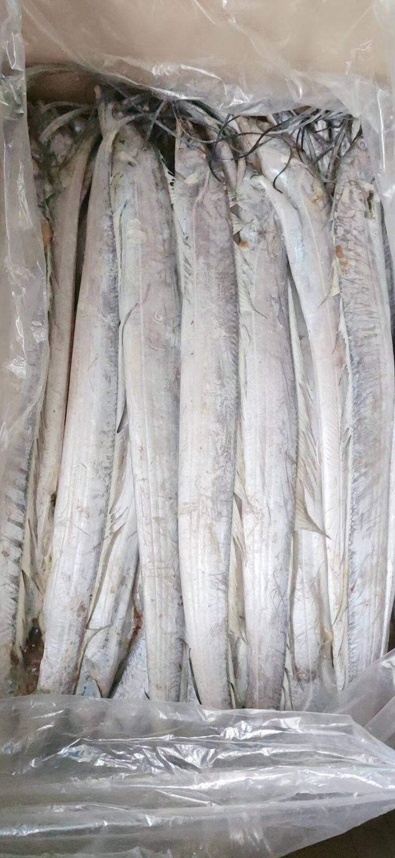 舟山精品带鱼礼品盒，舟山带鱼，热带带鱼，个大色白，