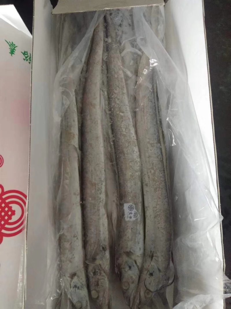 舟山精品带鱼礼品盒，舟山带鱼，热带带鱼，个大色白，