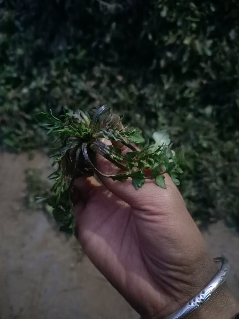 山东精品野生荠菜，更香味更好吃，支持视频看货