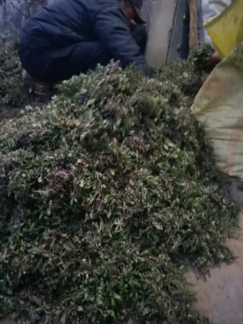 山东精品野生荠菜，更香味更好吃，支持视频看货