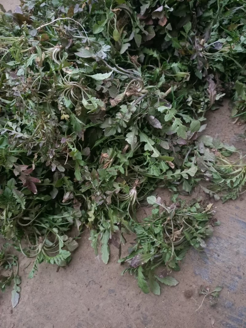 山东精品野生荠菜，更香味更好吃，支持视频看货