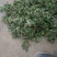 山东精品野生荠菜，更香味更好吃，支持视频看货