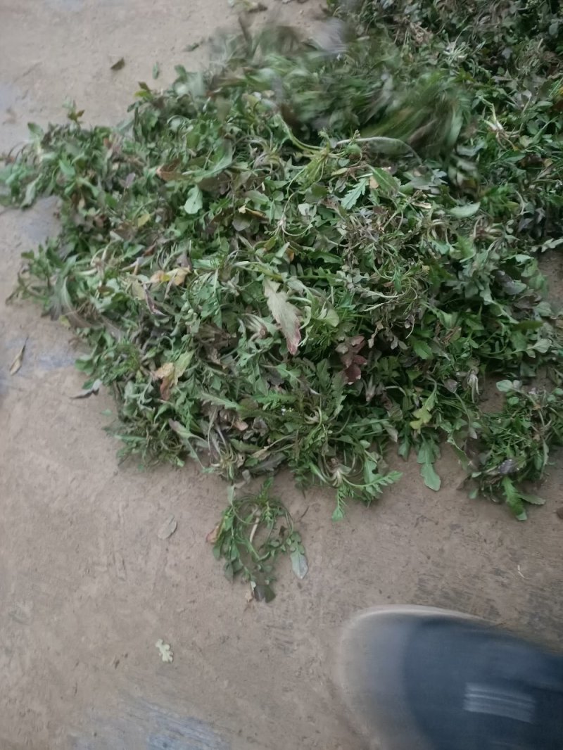 山东精品野生荠菜，更香味更好吃，支持视频看货