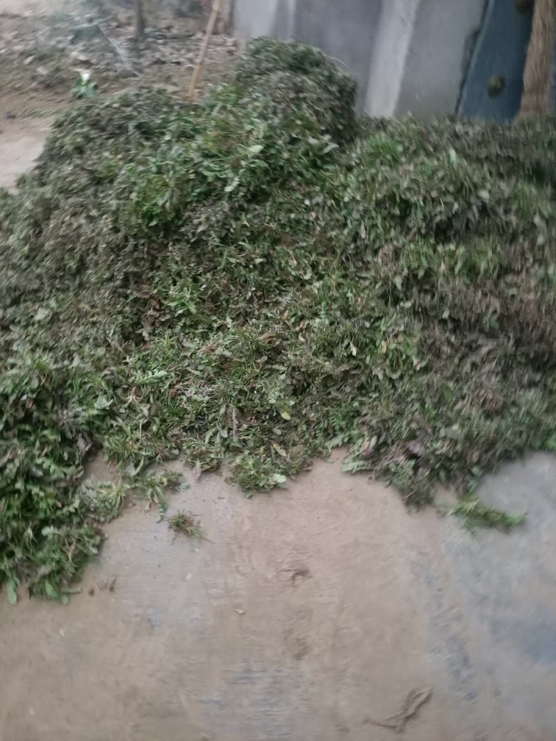 山东精品野生荠菜，更香味更好吃，支持视频看货