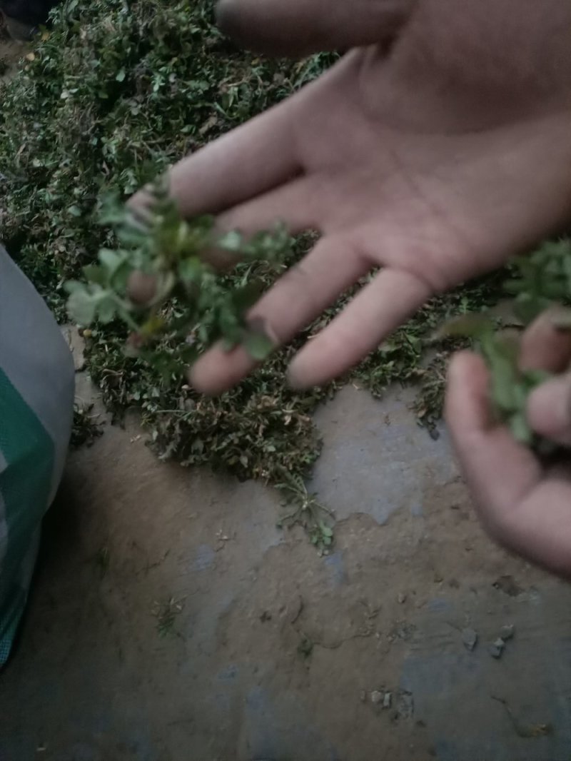 山东精品野生荠菜，更香味更好吃，支持视频看货