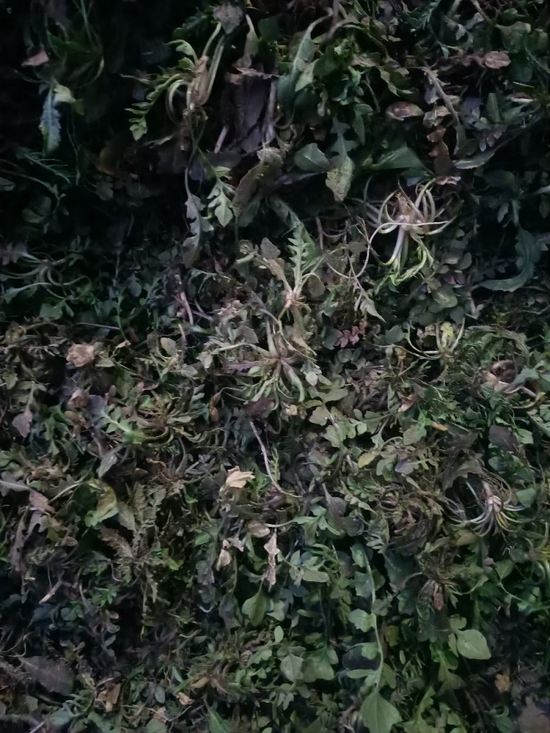 山东精品野生荠菜，更香味更好吃，支持视频看货