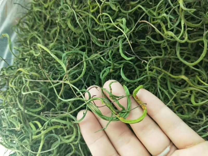 长白山野生肾精茶肾精草男性加油站