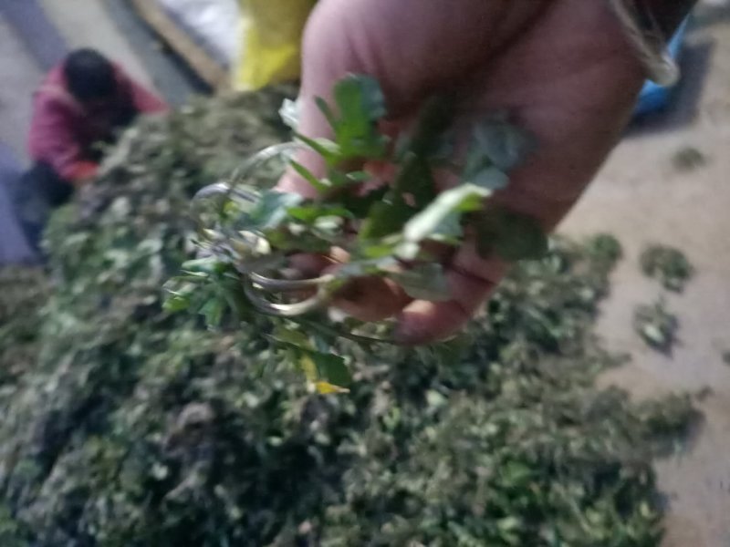 山东精品野生荠菜，更香味更好吃，支持视频看货