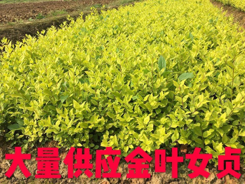 供应湖南金叶女贞小苗，金叶女贞球，湖南金叶女贞小毛球价格