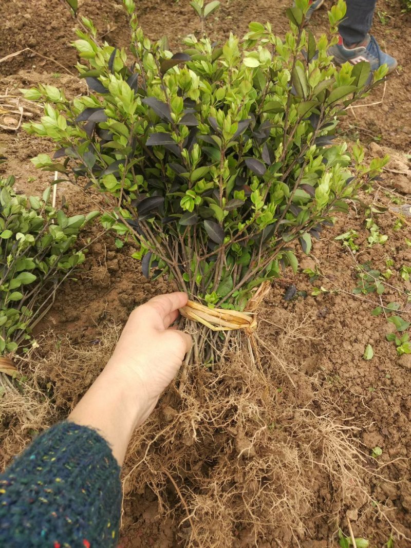 供应湖南金叶女贞小苗，金叶女贞球，湖南金叶女贞小毛球价格