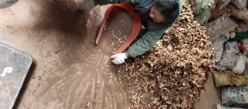 黄精四川姜形多花甜黄精各种规格均有，产量高投入少