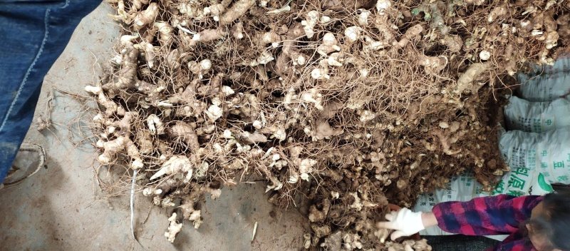 黄精四川姜形多花甜黄精各种规格均有，产量高投入少