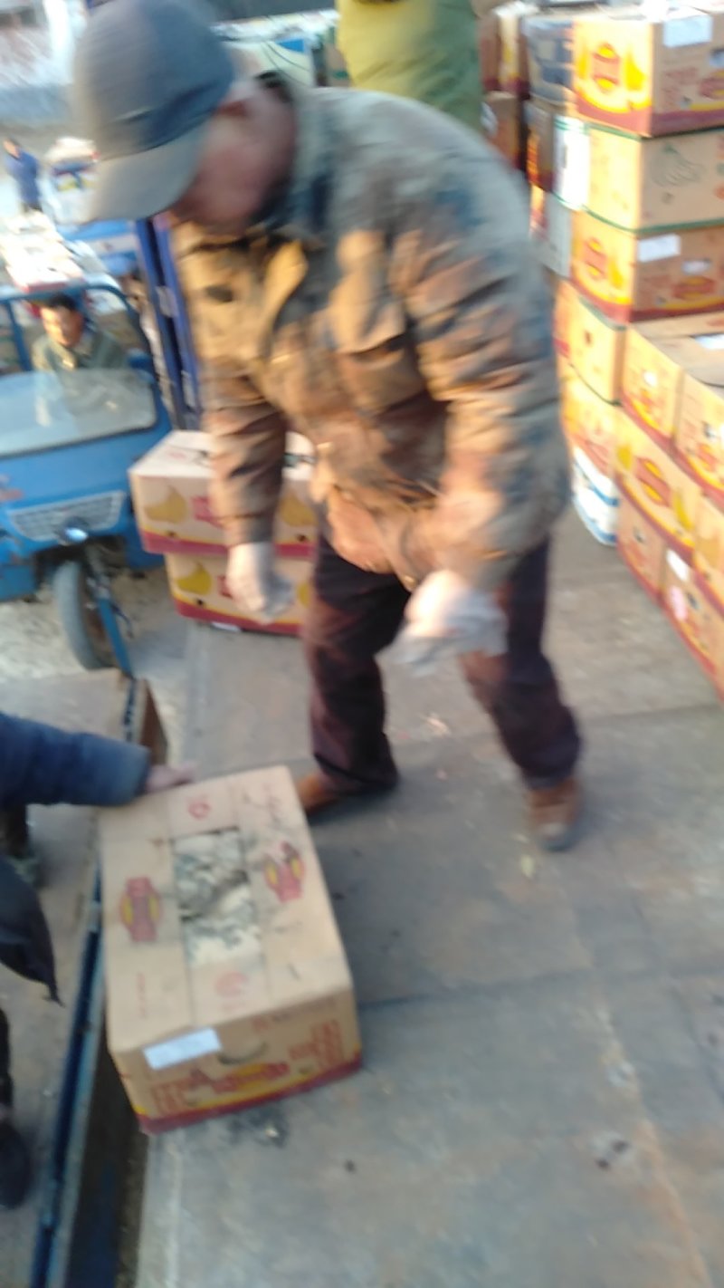 磨盘柿子有大量现货，欢迎各位老板前来采购