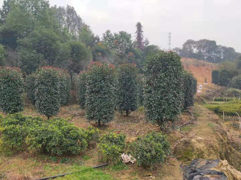 长期供应湖南红叶石楠球，红叶石楠小苗价格，红叶石楠苗木基
