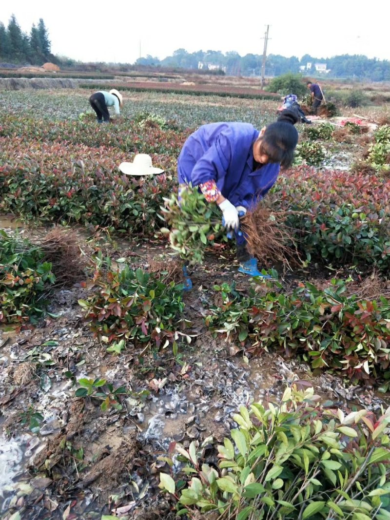 长期供应湖南红叶石楠球，红叶石楠小苗价格，红叶石楠苗木基