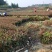 长期供应湖南红叶石楠球，红叶石楠小苗价格，红叶石楠苗木基