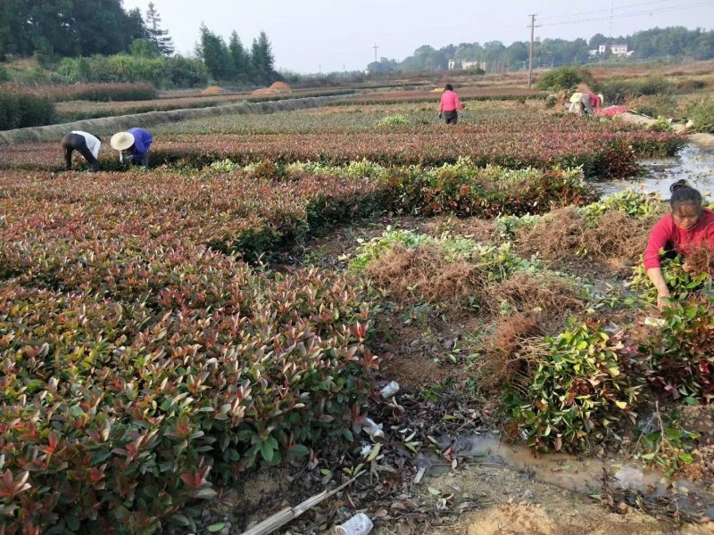 长期供应湖南红叶石楠球，红叶石楠小苗价格，红叶石楠苗木基