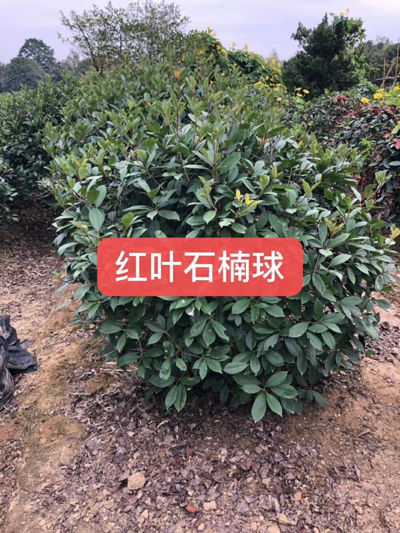 长期供应湖南红叶石楠球，红叶石楠小苗价格，红叶石楠苗木基