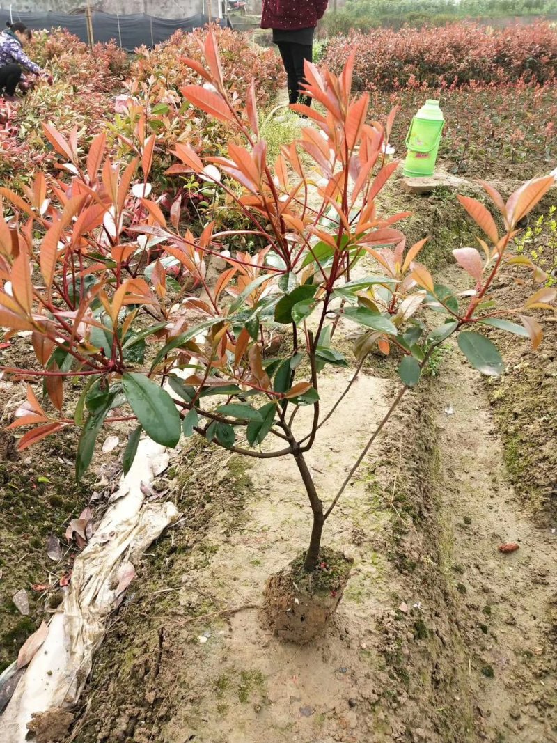 长期供应湖南红叶石楠球，红叶石楠小苗价格，红叶石楠苗木基
