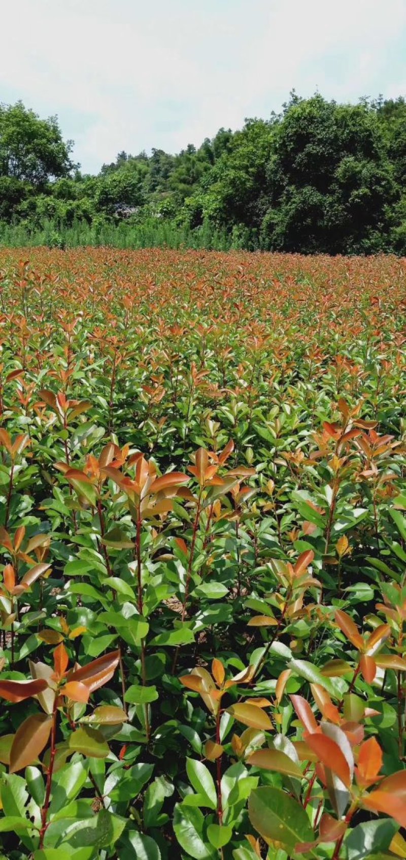 长期供应湖南红叶石楠球，红叶石楠小苗价格，红叶石楠苗木基