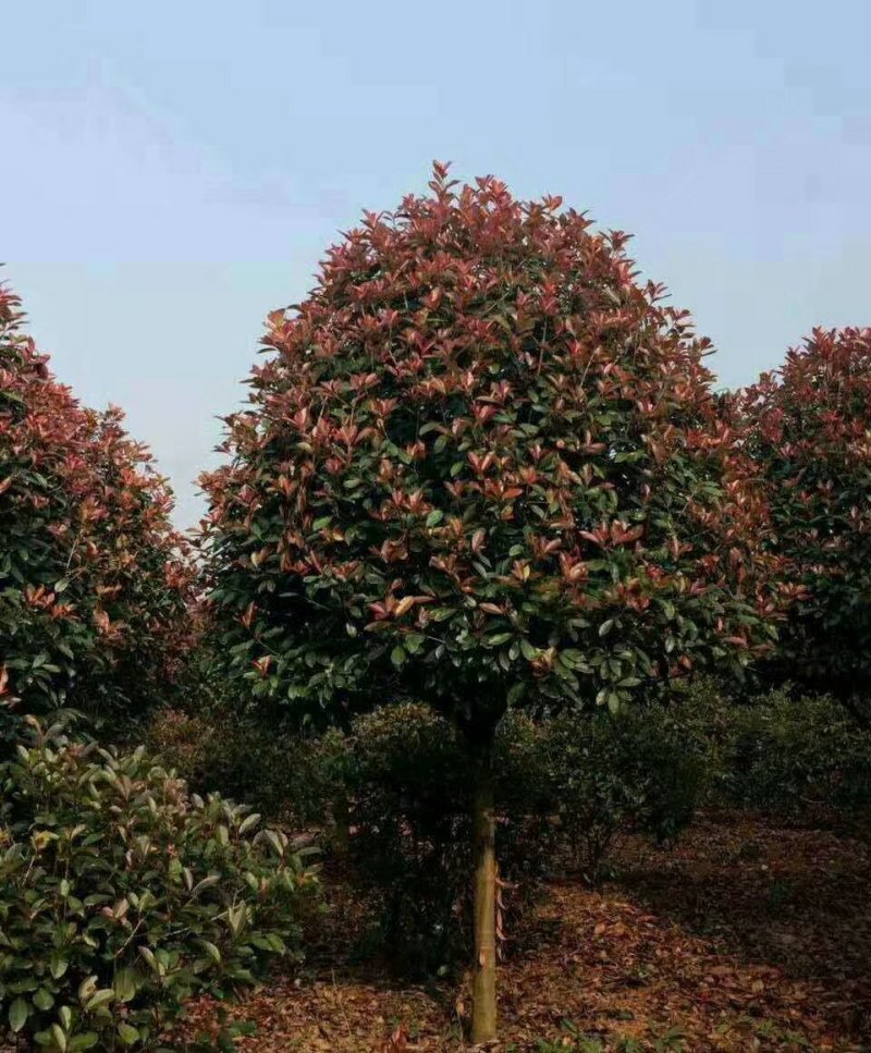 长期供应湖南红叶石楠球，红叶石楠小苗价格，红叶石楠苗木基