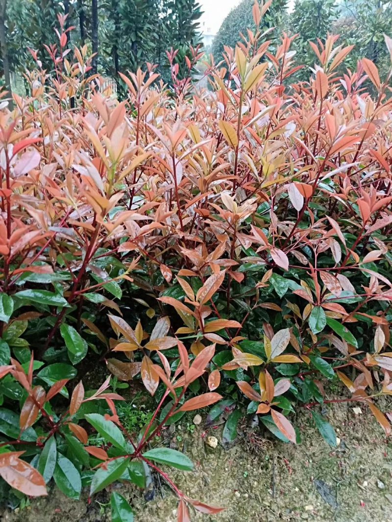 长期供应湖南红叶石楠球，红叶石楠小苗价格，红叶石楠苗木基
